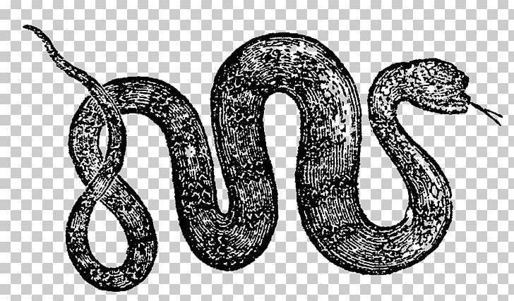 Snake Reptile Vipers Boa Constrictor PNG, Clipart, Animal, Animals, Antique, Art, Black And White Free PNG Download