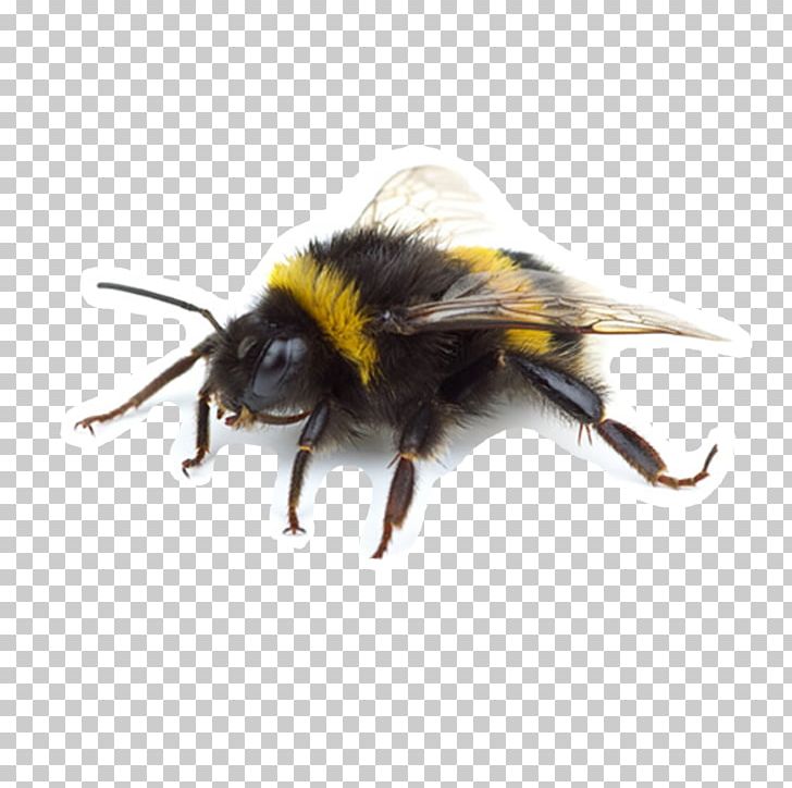 Western Honey Bee Insect Bumblebee Wasp Apidae PNG, Clipart, Apidae, Arthropod, Bee, Beehive, Bumblebee Free PNG Download