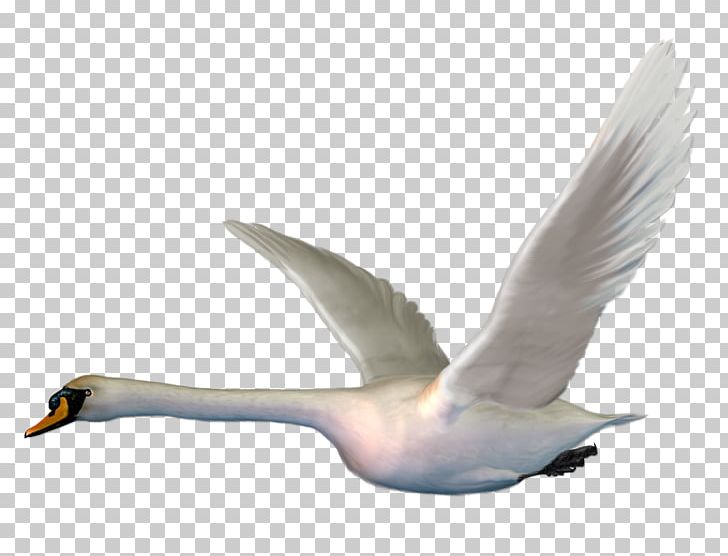 Cygnini Bird Goose Duck The Magic Swan Geese PNG, Clipart, Albom, Animal, Animals, Background White, Beak Free PNG Download