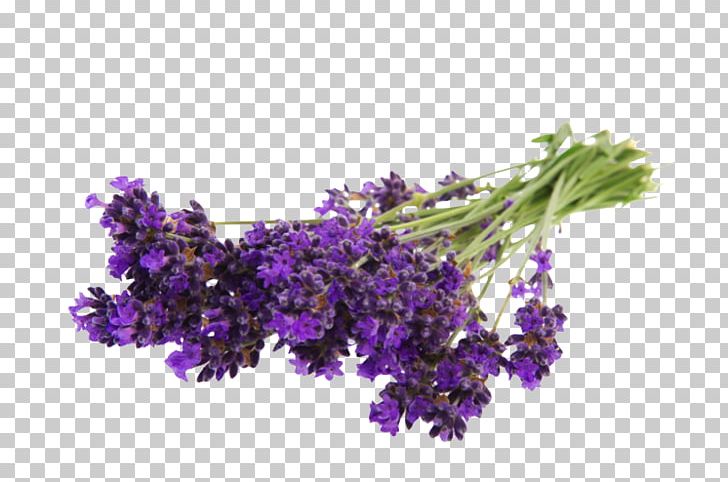 English Lavender Flower Bouquet Stock Photography PNG, Clipart, Alamy, Blume, Bouquet, Branch, Cut Flowers Free PNG Download