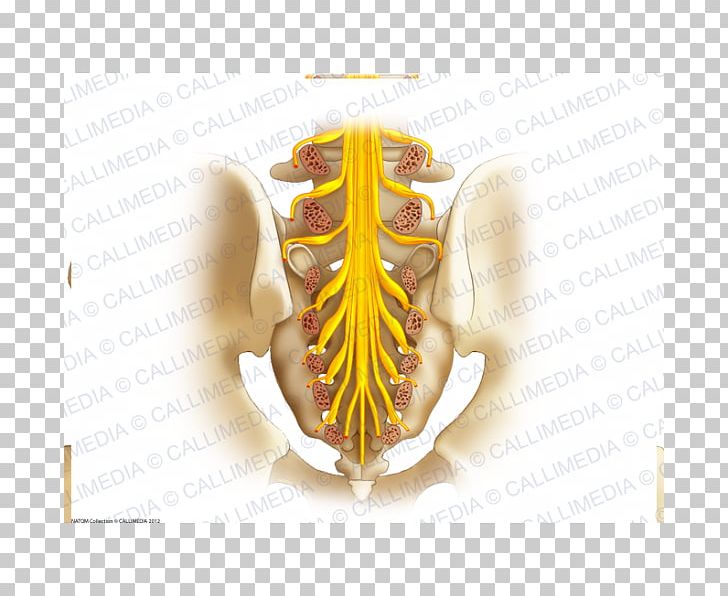 Sacrum Sacral Nerves Coccyx Sacral Plexus PNG, Clipart, Anatomy, Coccyx, Filum Terminale, Frontal Nerve, Ganglion Free PNG Download