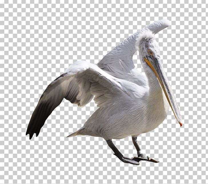 Water Bird Flamingos White Stork PNG, Clipart, Animal, Animals, Ardea, Australian Pelican, Beak Free PNG Download