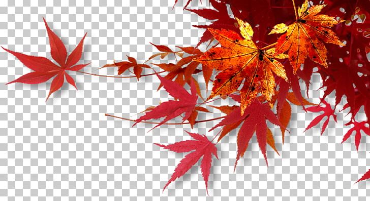 1080p Widescreen WUXGA Wide XGA PNG, Clipart, 720p, Computer Wallpaper, Desktop Wallpaper, Leaf, Maple Leaf Free PNG Download