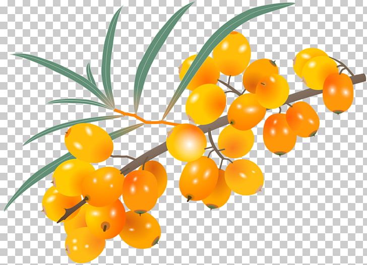 Seaberry PNG, Clipart, Branch, Encapsulated Postscript, Euclidean Vector, Food, Fruit Free PNG Download