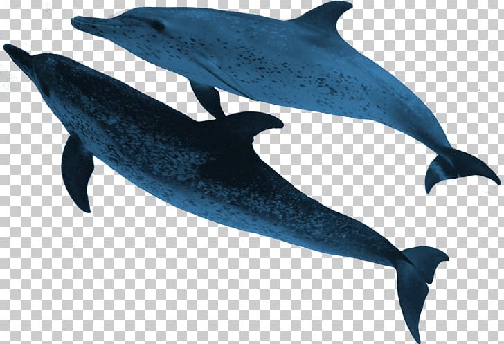 Spinner Dolphin Striped Dolphin Common Bottlenose Dolphin Porpoise Rough-toothed Dolphin PNG, Clipart, Animals, Cetacea, Dolphin, Fauna, Fin Free PNG Download