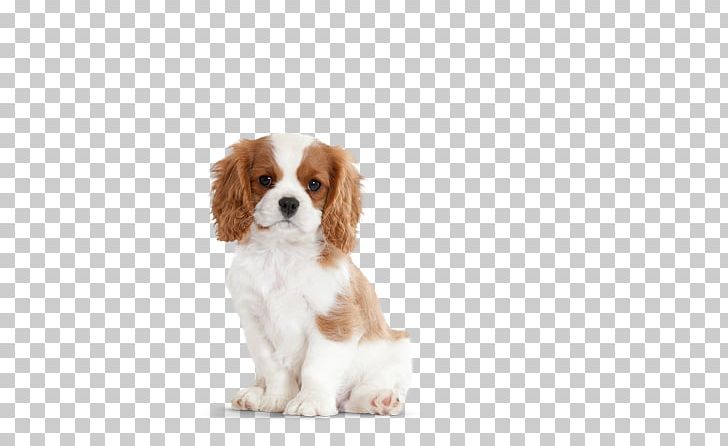 Cavalier King Charles Spaniel Puppy Lhasa Apso Pet Sitting PNG, Clipart, Breed, Carnivoran, Cavachon, Cavalier, Cavalier King Charles Spaniel Free PNG Download