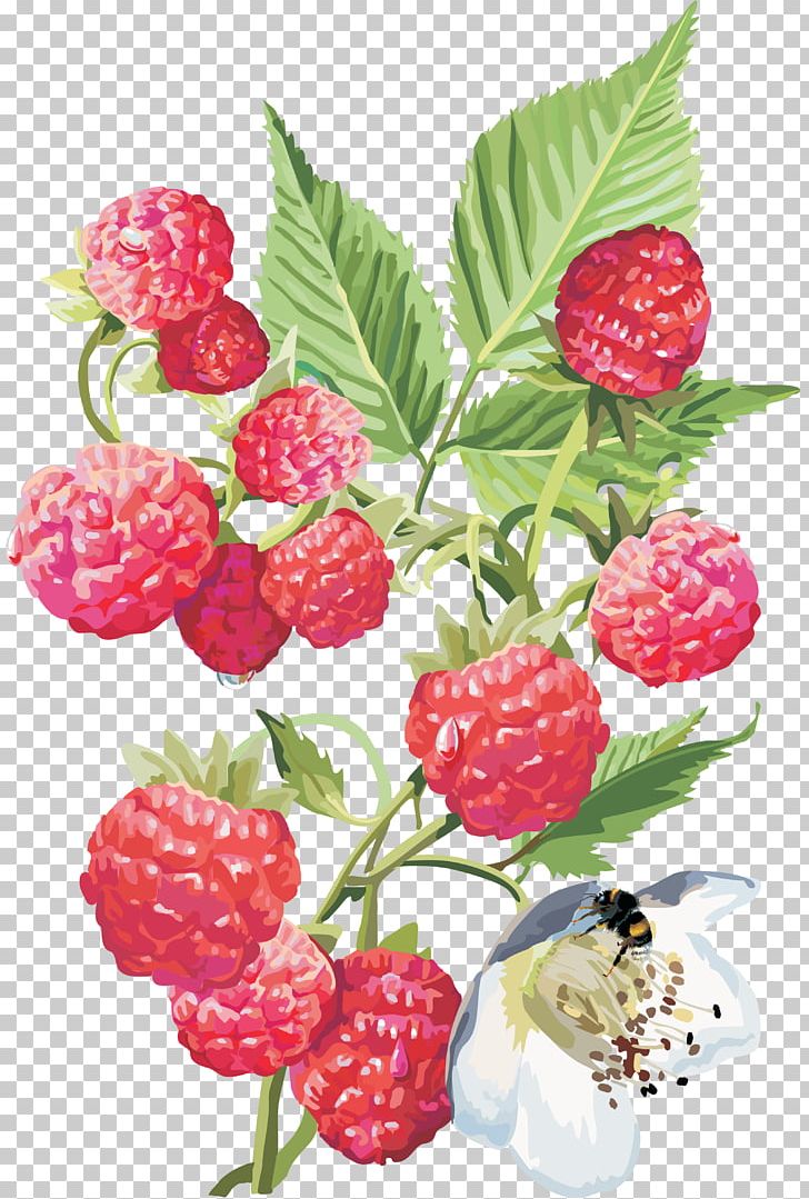 Fruit Red Raspberry Drawing PNG, Clipart, Berry, Blackberry, Boysenberry, Bramble, Cranberry Free PNG Download