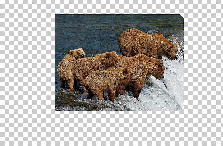 Grizzly Bear Polar Bear Camping Campsite PNG, Clipart, Animal, Arctic Hare, Bear, Brown Bear, Campervans Free PNG Download