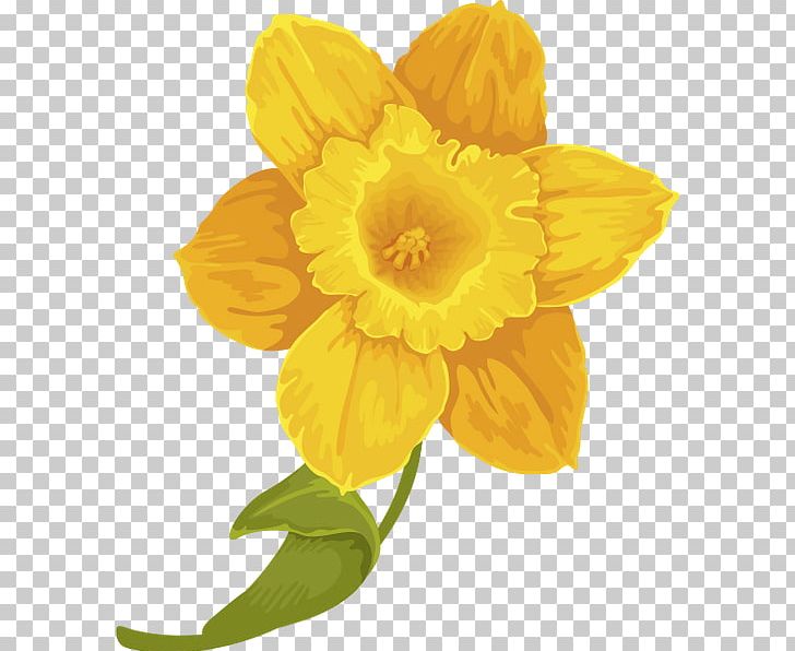 Narcissus Canna PNG, Clipart, Amaryllis Family, Canna, Canna Family, Canna Lily, Fleur Free PNG Download