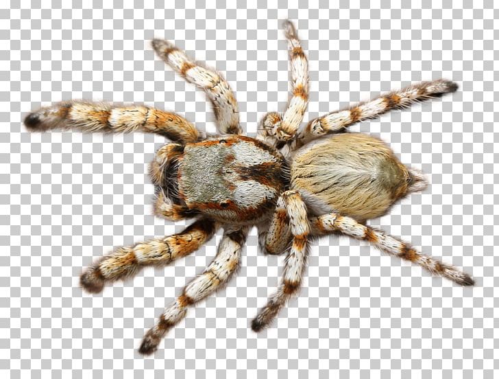 Spider Tarantula PNG, Clipart, Angulate Orbweavers, Animal, Animals, Arachnid, Araneus Free PNG Download