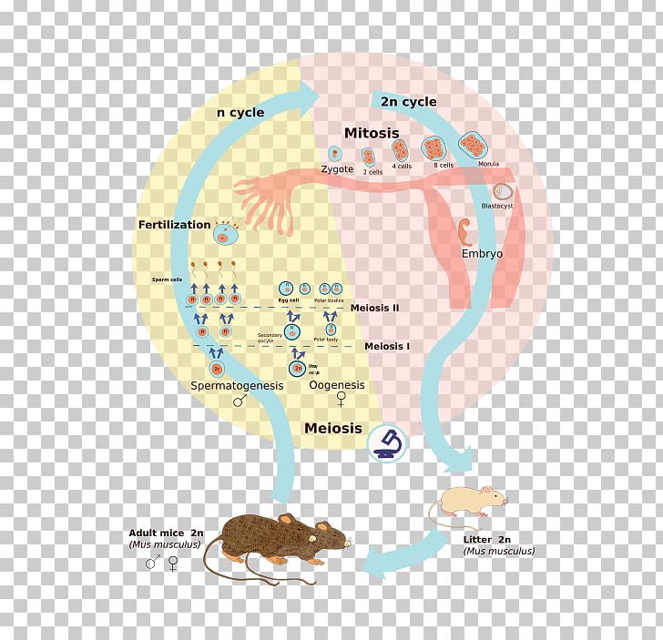 Biological Life Cycle Wikimedia Commons Célula Diploide Wikimedia Foundation Zygote PNG, Clipart, Algae, Area, Biological Life Cycle, Cell, Cell Division Free PNG Download