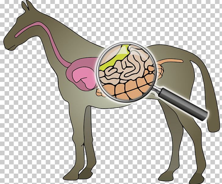 Horse Intestine Digestion Mud Fever Fodder PNG, Clipart, Animals, Detoxification, Digestion, Fodder, Function Free PNG Download