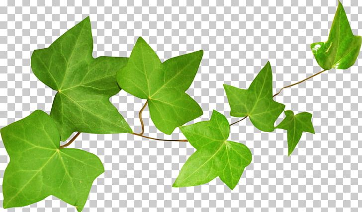 Ivy Leaf Екстракт листя плюща Plant Stem PNG, Clipart, Branch, Equisetum, Flower, Ivy, Ivy Family Free PNG Download