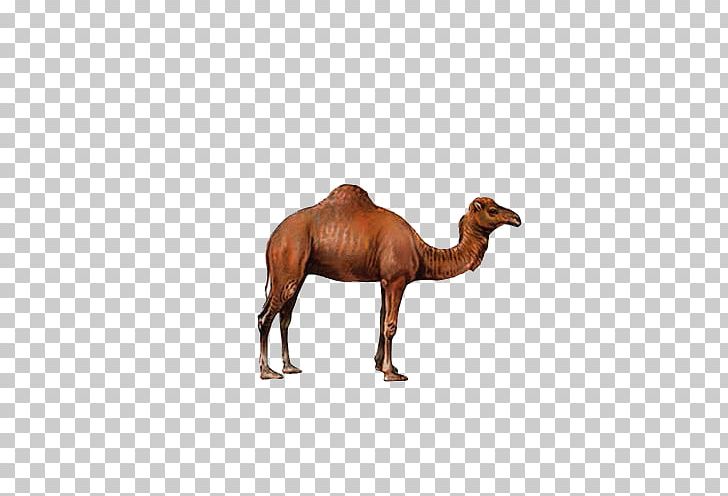 Bactrian Camel Dromedary PNG, Clipart, Animal, Animals, Arabian Camel, Bactrian Camel, Biological Free PNG Download