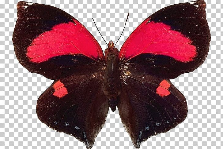 Butterfly Insect Papillon Dog Mariposas (Butterflies) PNG, Clipart, Arthropod, Brush Footed Butterfly, But, Cyrestis Camillus, Desktop Wallpaper Free PNG Download