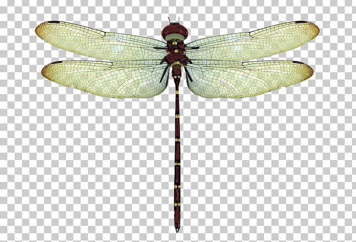 Dragonfly Round2 Android Pterygota PNG, Clipart, Animal, Arthropod, Download, Dragonflies And Damseflies, Google Images Free PNG Download