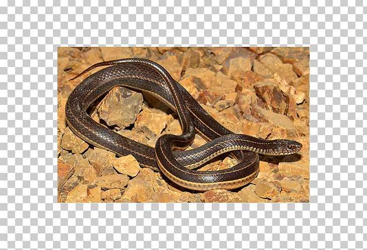Garter Snake Kingsnakes Anguidae Terrestrial Animal PNG, Clipart, Anguidae, Animal, Animals, Colubridae, Garter Free PNG Download