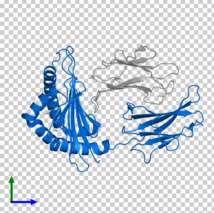 Human Leukocyte Antigen Major Histocompatibility Complex Peptide MHC Class II PNG, Clipart, Antigen, Area, Art, Blue, Cell Free PNG Download
