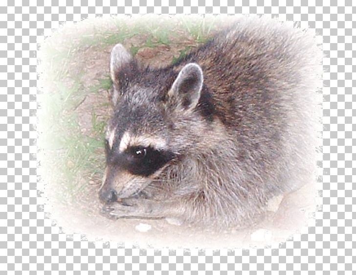Whiskers Raccoon Viverridae Fur Snout PNG, Clipart, Album, Animals, Art, Carnivoran, Fauna Free PNG Download