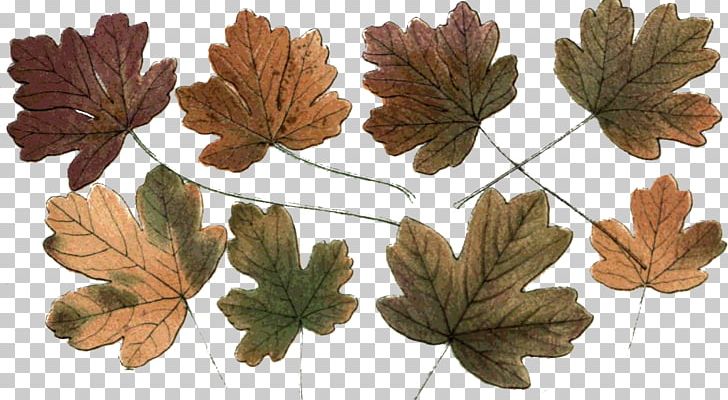 Printing Review Autumn Leaf Color Home PNG, Clipart, Autumn Leaf Color, Autumn Leaves, Branch, Home, Leaf Free PNG Download