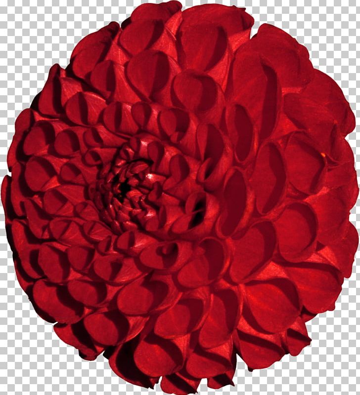 Garden Roses 世紀在迴眸: 北美華文作家短篇小說集 Floristry Red PNG, Clipart, Cut Flowers, Dahlia, Floristry, Flower, Flowering Plant Free PNG Download
