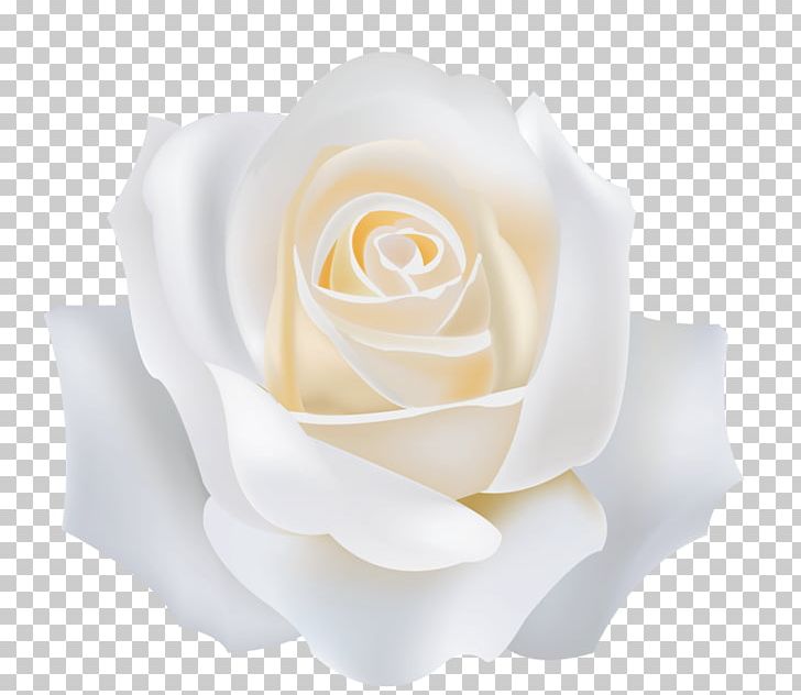Garden Roses White PNG, Clipart, Adobe Illustrator, Background White, Black White, Cartoon, Computer Wallpaper Free PNG Download