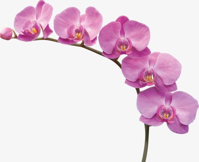Orchid Flowers PNG, Clipart, Branches, Flowers, Flowers Clipart, Orchid, Orchid Clipart Free PNG Download