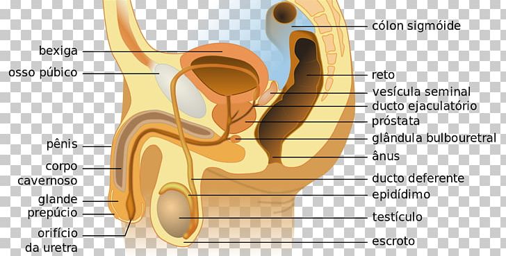 Female Reproductive System Anatomy Excretory System PNG, Clipart, Anatomy, Angle, Bone, Diagram, Ear Free PNG Download
