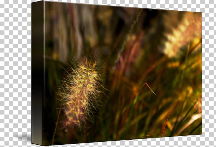 Grasses Close-up Family PNG, Clipart, Abstract Impressionism, Closeup, Closeup, Family, Grass Free PNG Download