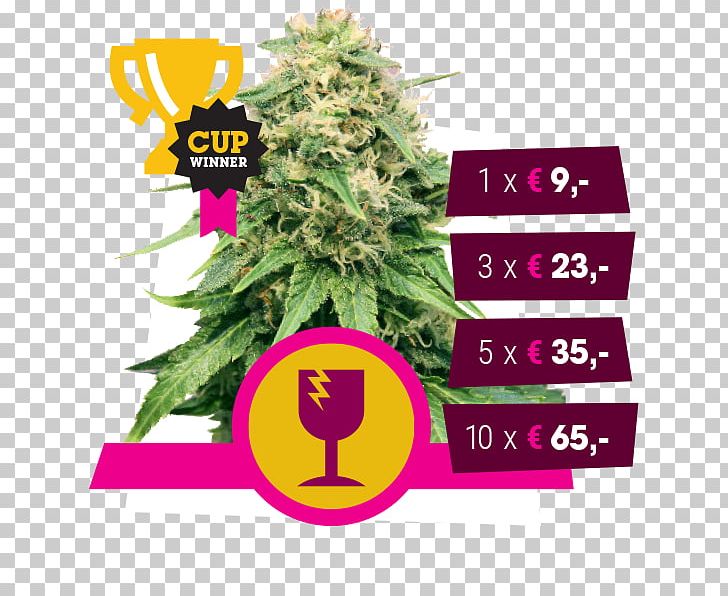 Hemp Seed Autoflowering Cannabis Feminized Cannabis PNG, Clipart, Autoflowering Cannabis, Cannabidiol, Cannabis, Feminized Cannabis, Flower Free PNG Download