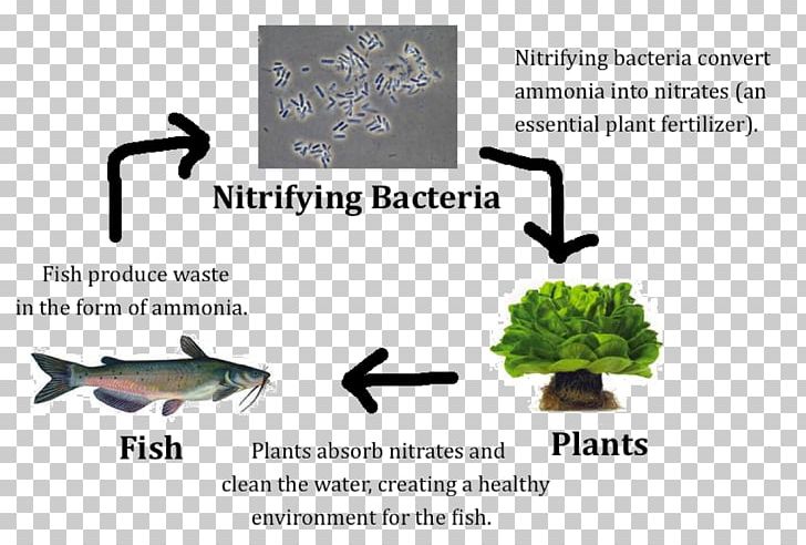 Nitrifying Bacteria Nitrification Aquaponics Nitrogen Fixation PNG, Clipart, Ammonia, Aquaponics, Bacteria, Brand, Cleaner Shrimp Free PNG Download