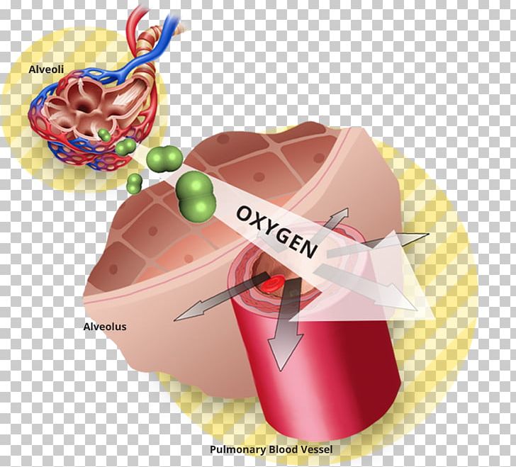 Vasodilation Oxygen Therapy Lung PNG, Clipart, Blood, Breathing, Cellular Respiration, Flavor, Food Free PNG Download