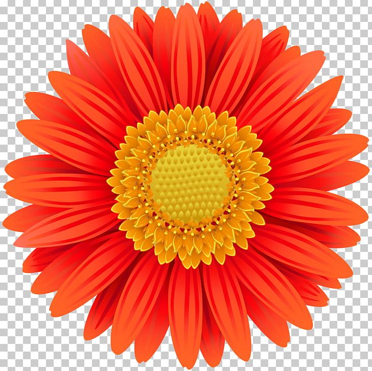 Transvaal Daisy Flower Common Daisy PNG, Clipart, Aster, Chrysanthemum, Chrysanths, Clip Art, Color Free PNG Download