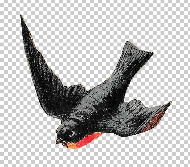 Bird Beak Flight PNG, Clipart, Animal, Animals, Beak, Bird, Bird Clipart Free PNG Download