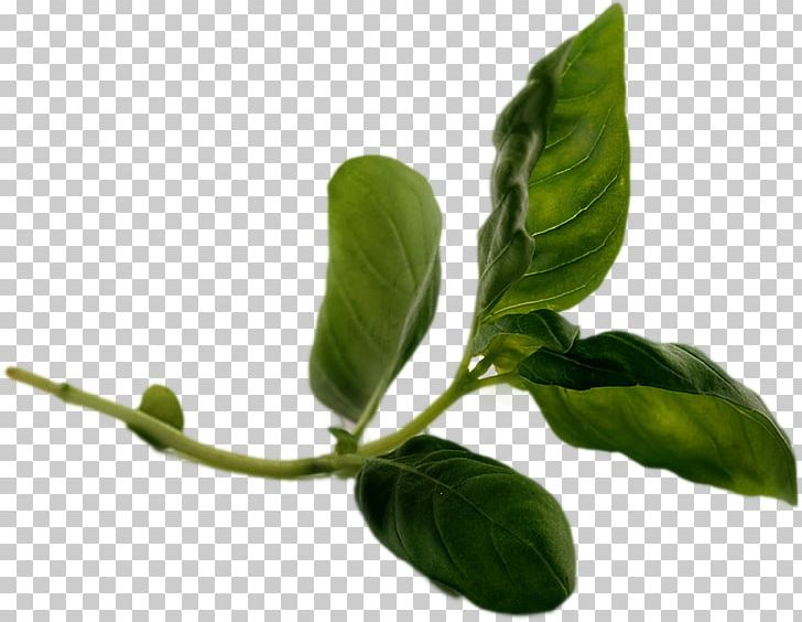 Leaf Plant Stem Basil Branching PNG, Clipart, Basil, Branch, Branching, Herb, Leaf Free PNG Download