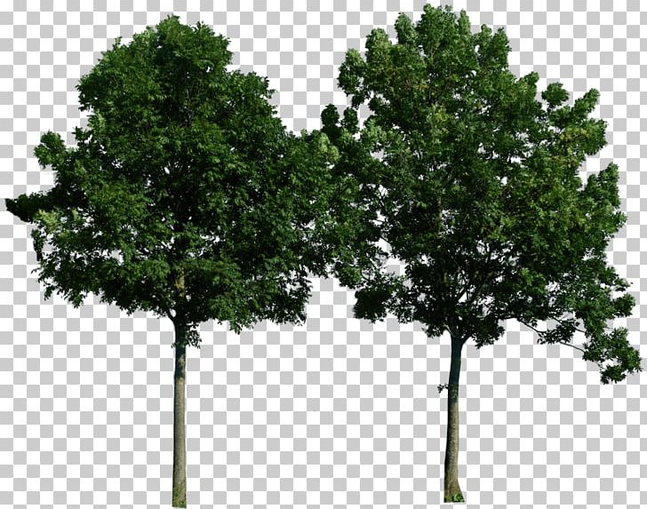Tree PNG, Clipart, Appbreeze, Beautiful, Branch, Computer Icons, Computer Software Free PNG Download
