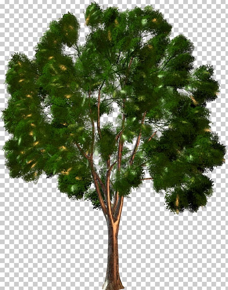 Tree Forest Shrub PNG, Clipart, Agac, Branch, Conifer, Digital Image, Dots Per Inch Free PNG Download