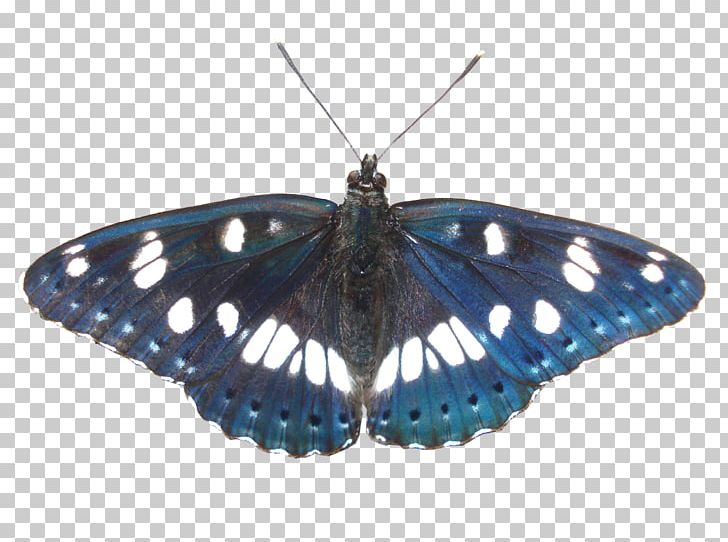 Nymphalidae Lycaenidae Moth Butterfly Limenitis Reducta PNG, Clipart, Arthropod, Brush Footed Butterfly, Butterfly, Gonepteryx Rhamni, Insect Free PNG Download