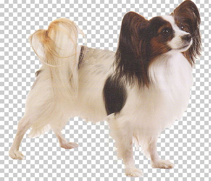 Papillon Dog Phalène Dog Breed Chihuahua Pomeranian PNG, Clipart, Animals, Breed, Carnivoran, Chihuahua, Companion Dog Free PNG Download