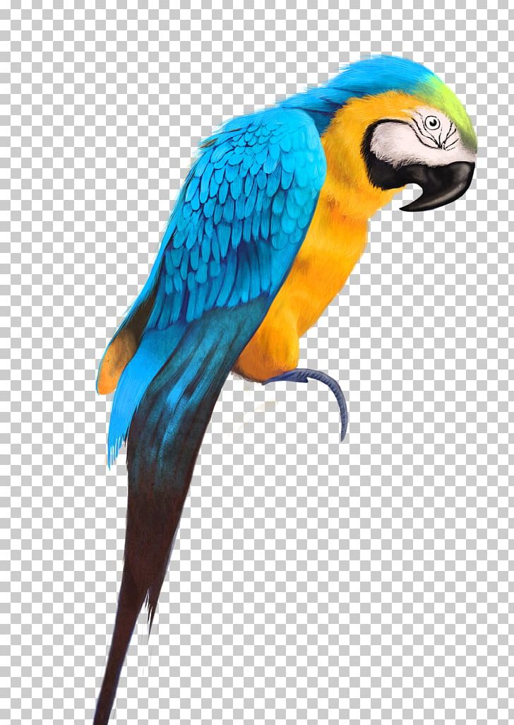 Parrot Bird Watercolor Painting Drawing PNG, Clipart, Animal, Art, Beak, Birds, Canvas Free PNG Download