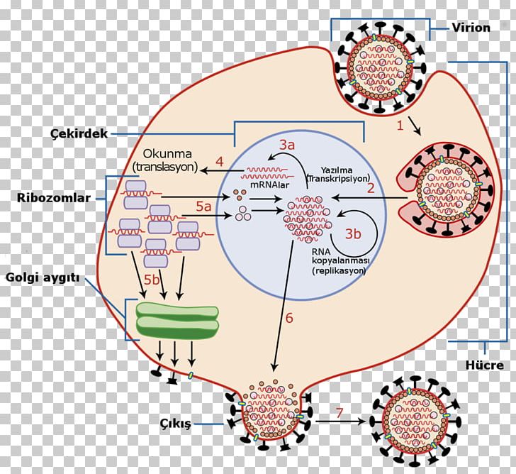 Viral Replication RNA Virus Host Viral Entry PNG, Clipart, Angle, Area