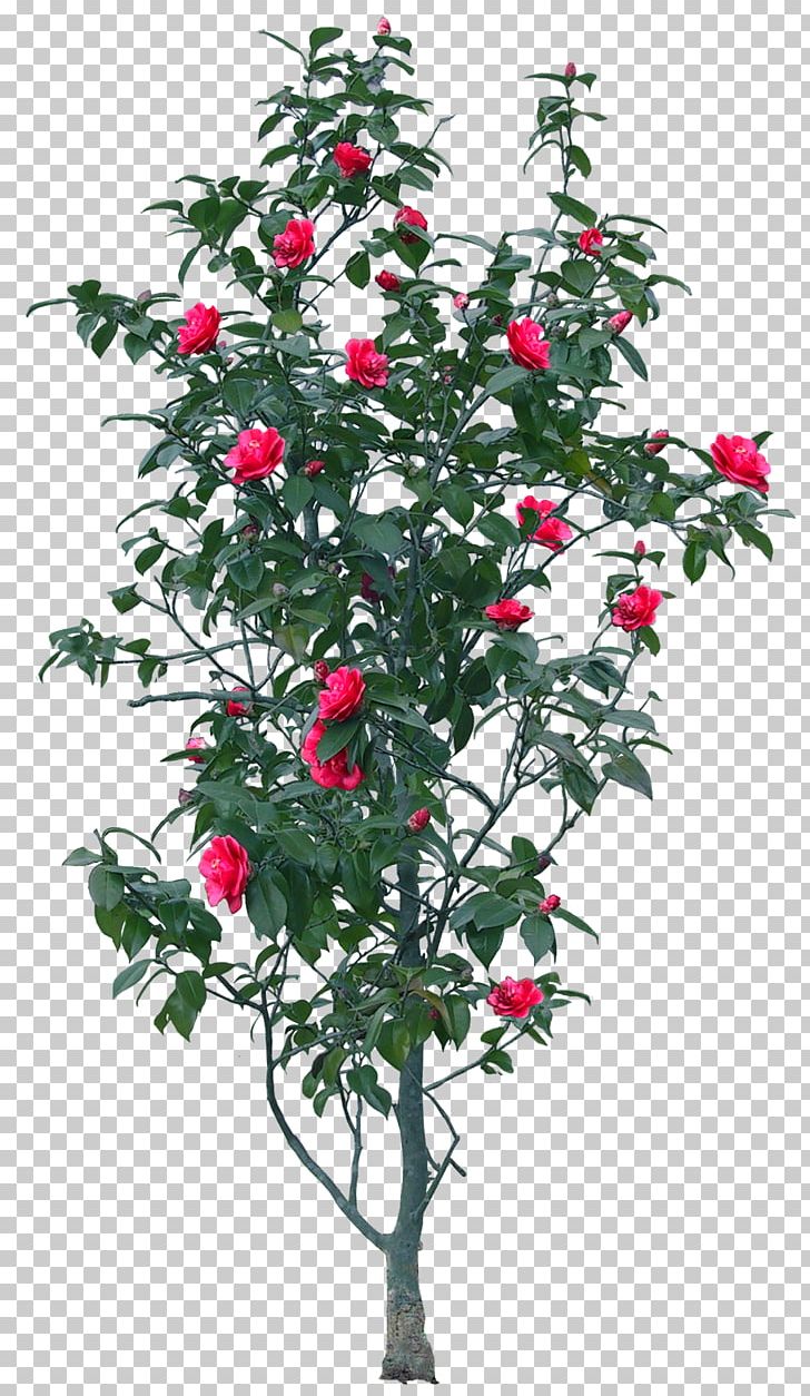 Flower Garden Tree PNG, Clipart, Aquifoliaceae, Aquifoliales, Branch, Download, Encapsulated Postscript Free PNG Download