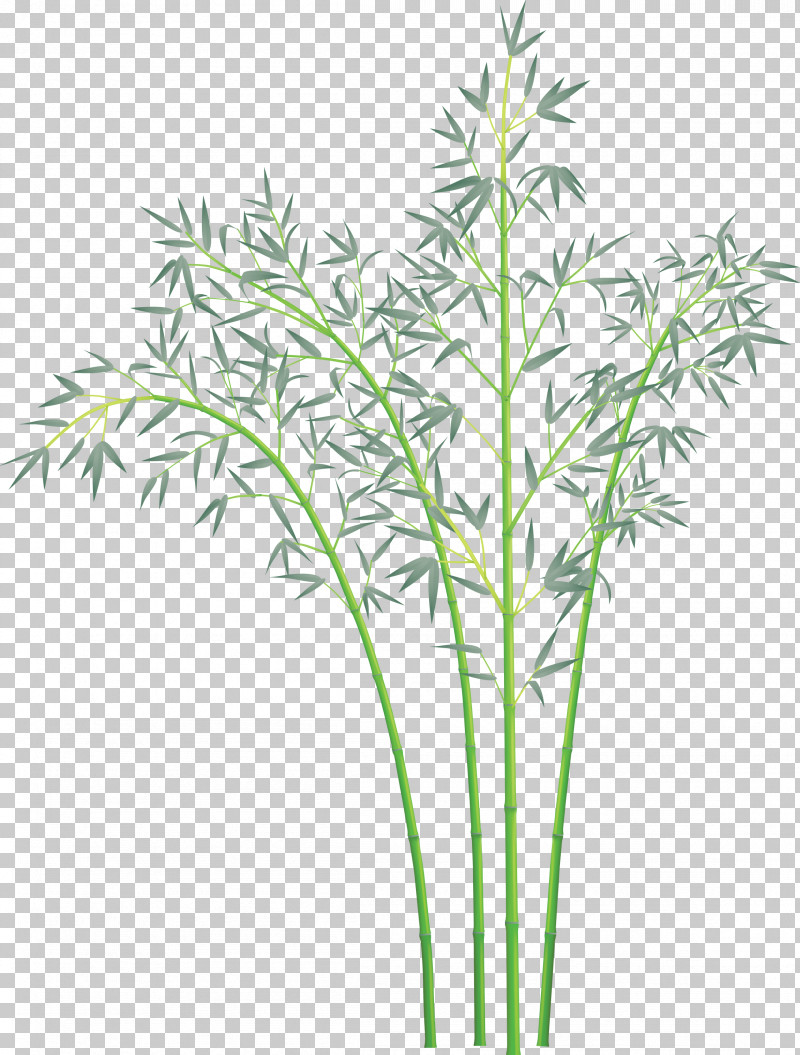 Bamboo Leaf PNG, Clipart, Bamboo, Flower, Grass, Grass Family, Heracleum Plant Free PNG Download