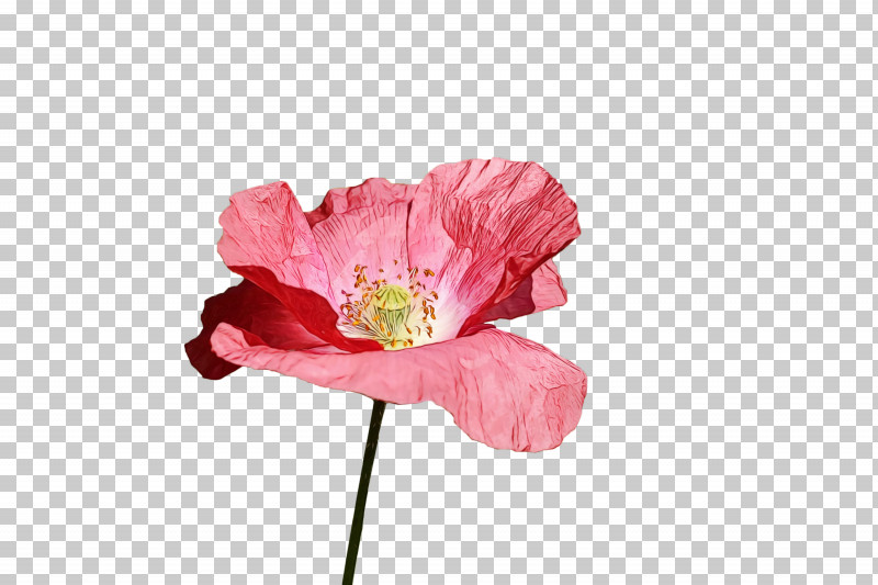 Flower Petal Pink Plant Poppy PNG, Clipart, Blossom, Coquelicot, Cut Flowers, Flower, Flowers Free PNG Download