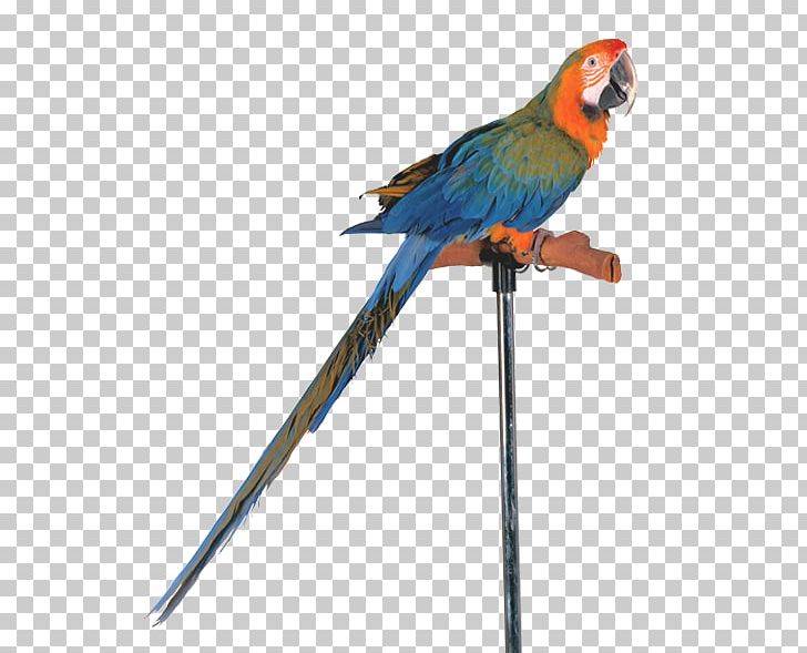 Bird Budgerigar Cockatiel Parakeet Cockatoo PNG, Clipart, Animals, Beak, Bird, Bird Supply, Budgerigar Free PNG Download