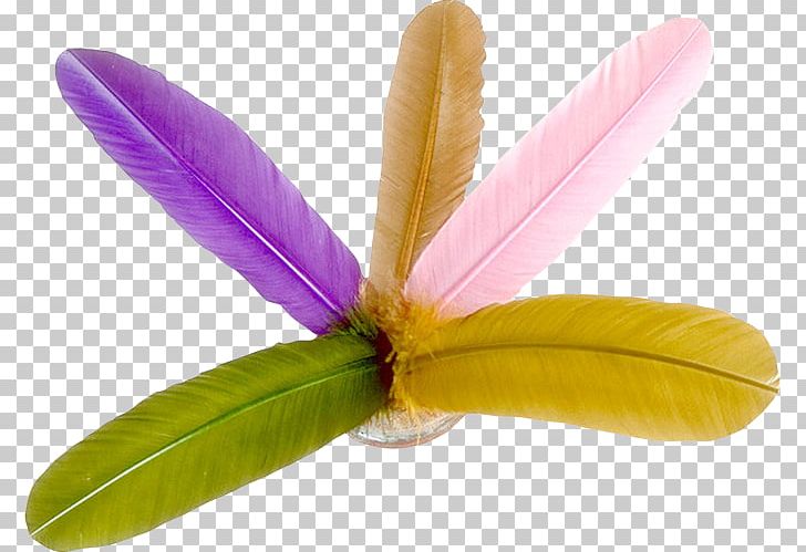 Photography Frames PNG, Clipart, 500 X, Creativity, Feather, Flower, Others Free PNG Download