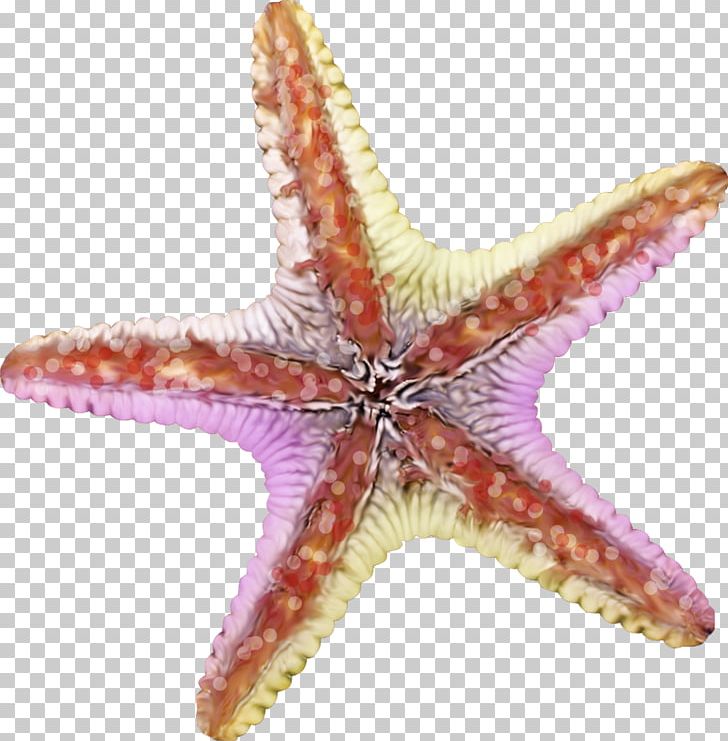 Starfish PNG, Clipart, Adobe Illustrator, Animals, Colo, Color, Colorful Background Free PNG Download