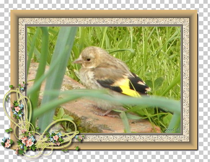 Beak Finches Ecosystem Wildlife Fauna PNG, Clipart, Animals, Beak, Bird, Ecosystem, Fauna Free PNG Download
