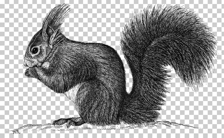 Fox Squirrel Domestic Rabbit Hare Whiskers PNG, Clipart, Animal, Animals, Black And White, Domestic Rabbit, Drawing Free PNG Download