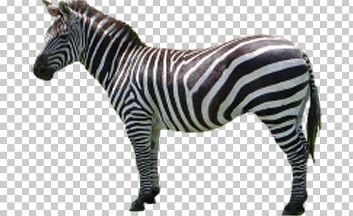 Horse Zebra Icon PNG, Clipart, Animals, Black, Black And White Color, Color, Donkey Free PNG Download